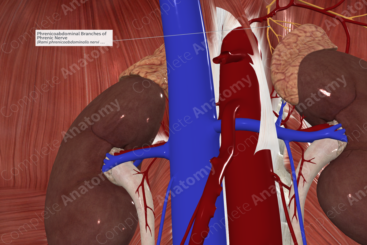 Phrenicoabdominal Branches of Phrenic Nerve 
