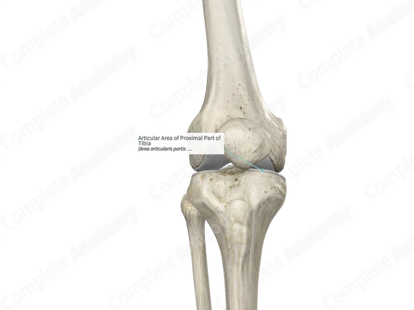 Articular Area of Proximal Part of Tibia