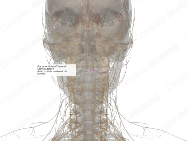 Posterior Root of Second Cervical Nerve (Right)