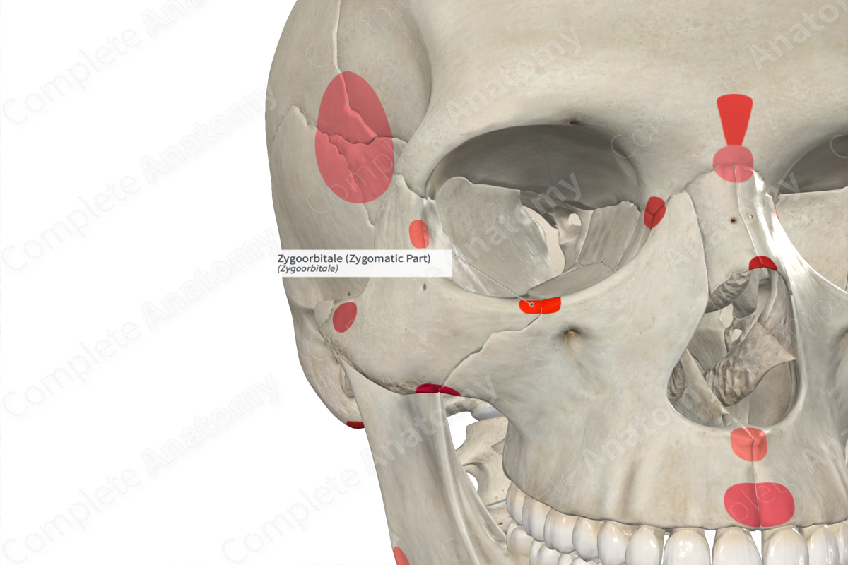 Zygoorbitale (Zygomatic Part) | Complete Anatomy