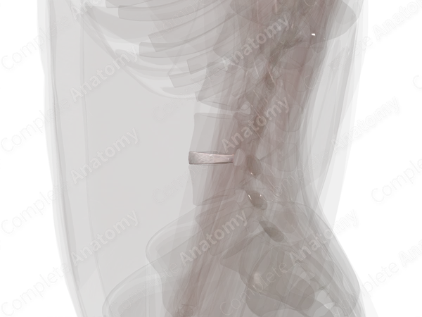 Intervertebral Disc (L3-L4)