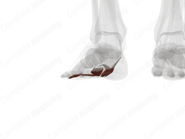 Third Layer of Muscles of Plantar Part of Foot (Left)