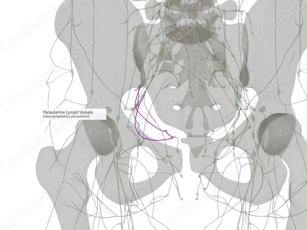 Parauterine Lymph Vessels (Left)