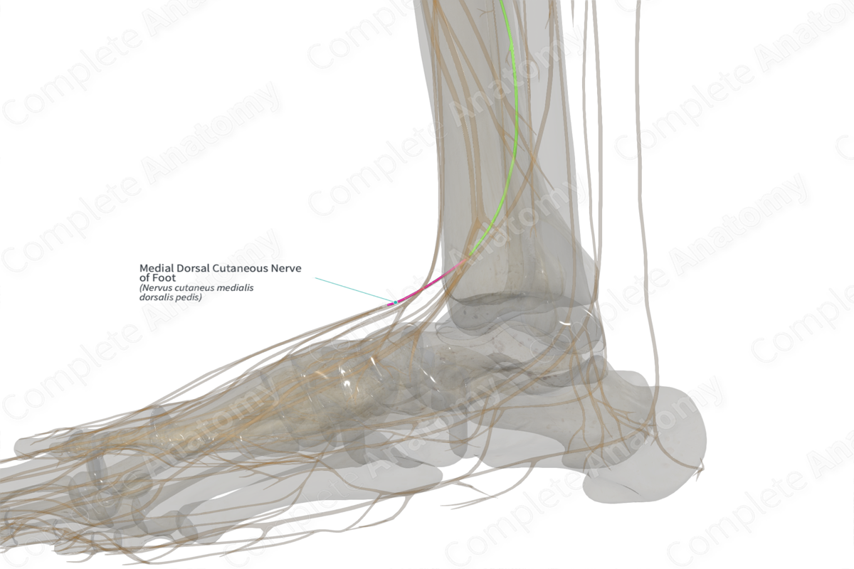 Medial Dorsal Cutaneous Nerve of Foot (Left)