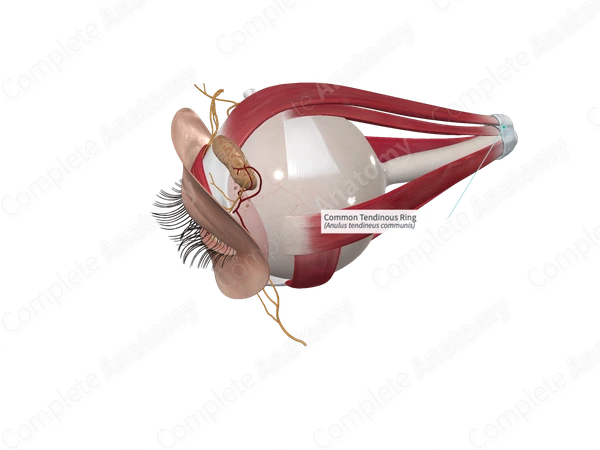 Common Tendinous Ring