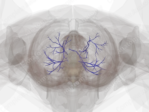 Veins of Respiratory Diaphragm