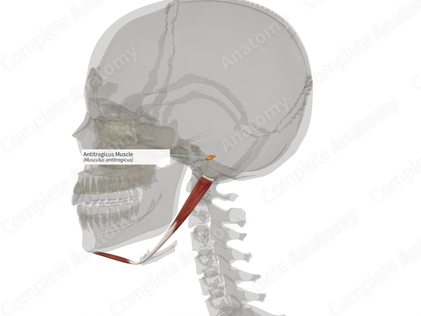 Antitragicus Muscle (Right)