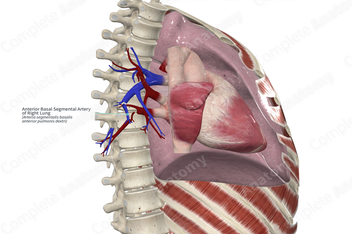 Anterior Basal Segmental Artery of Right Lung