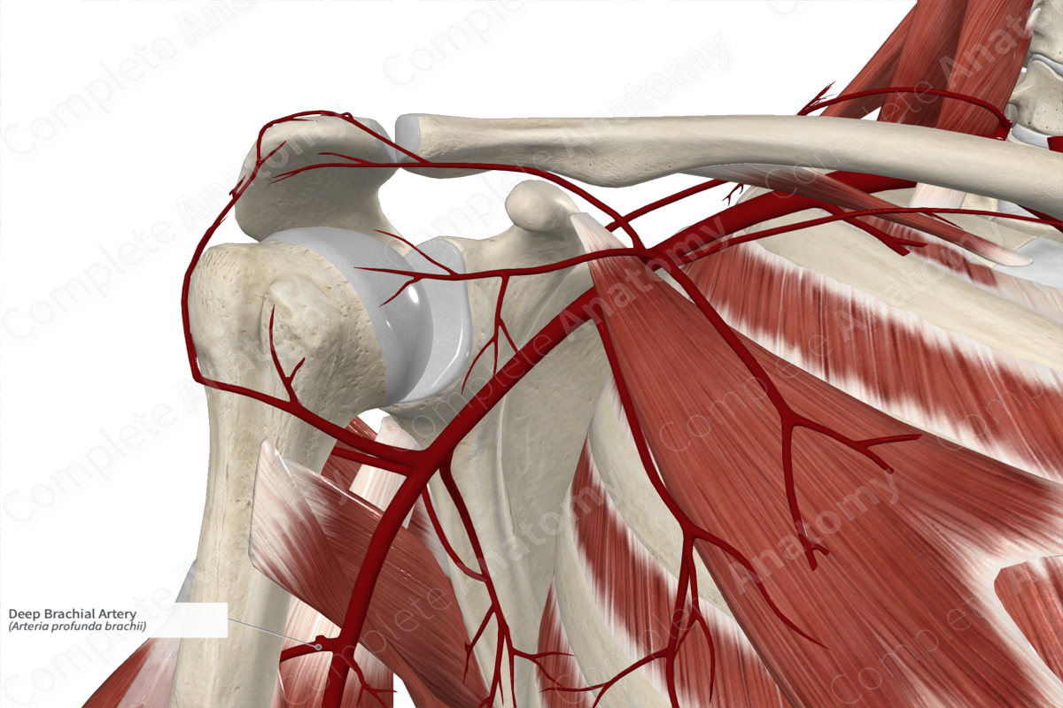 Deep Brachial Artery 