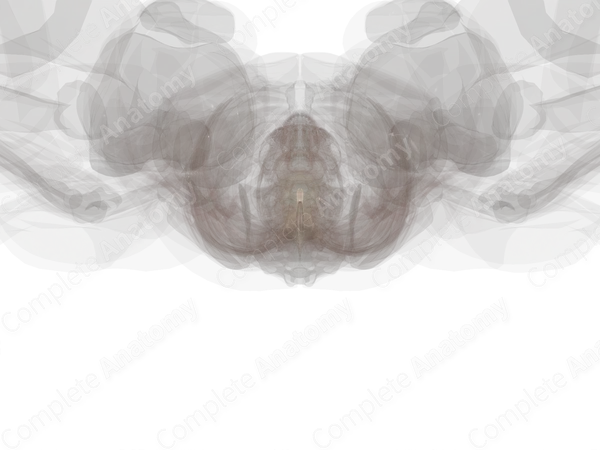 Gray Matter of Spinal Cord