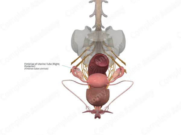 Fimbriae of Uterine Tube (Right; Posterior)
