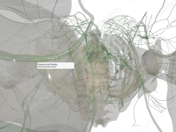 Paravesical Nodes (Left)