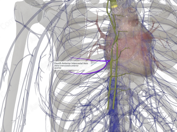 Fourth Anterior Intercostal Vein (Left)