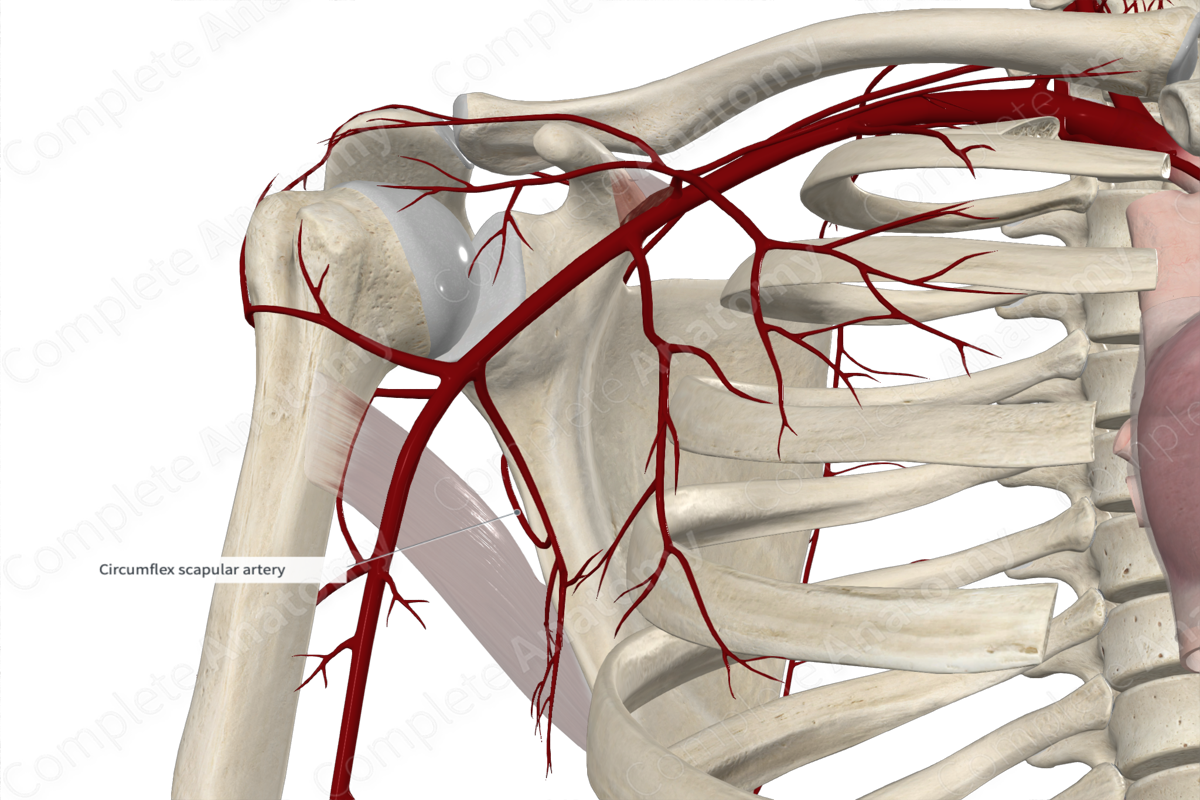 Circumflex Scapular Artery 