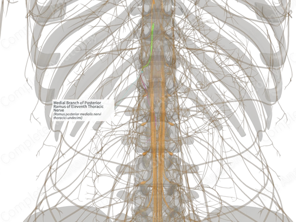 Medial Branch of Posterior Ramus of Eleventh Thoracic Nerve (Right)