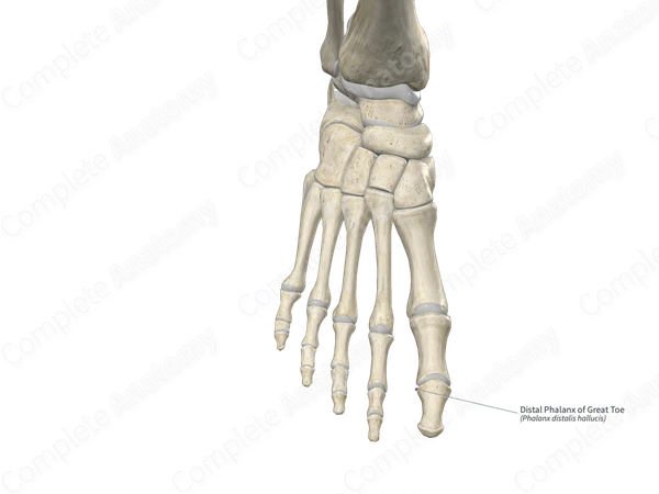 Distal Phalanx of Great Toe