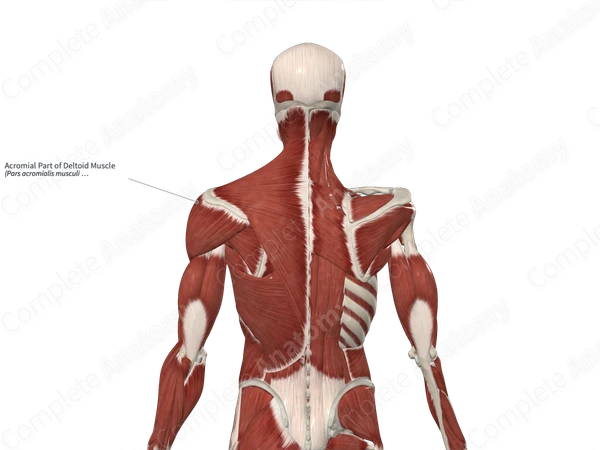 Acromial Part of Deltoid Muscle