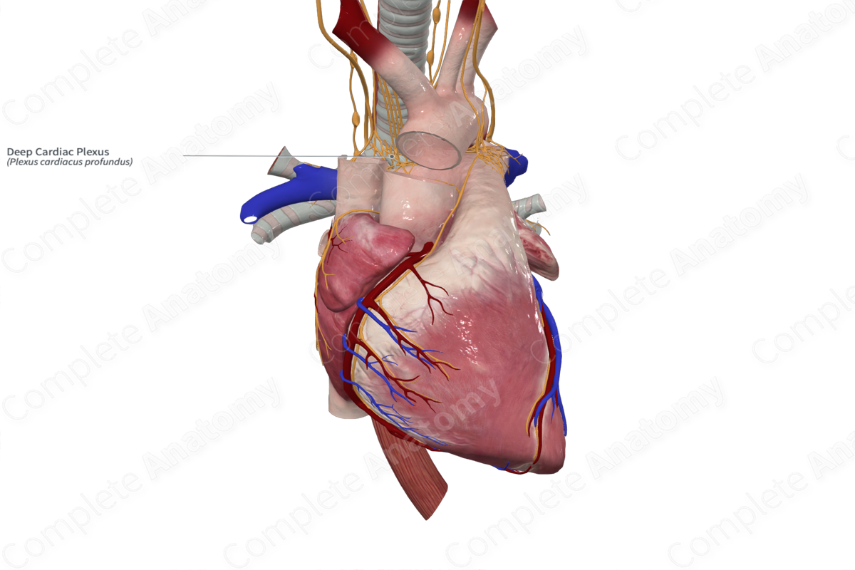 Deep Cardiac Plexus