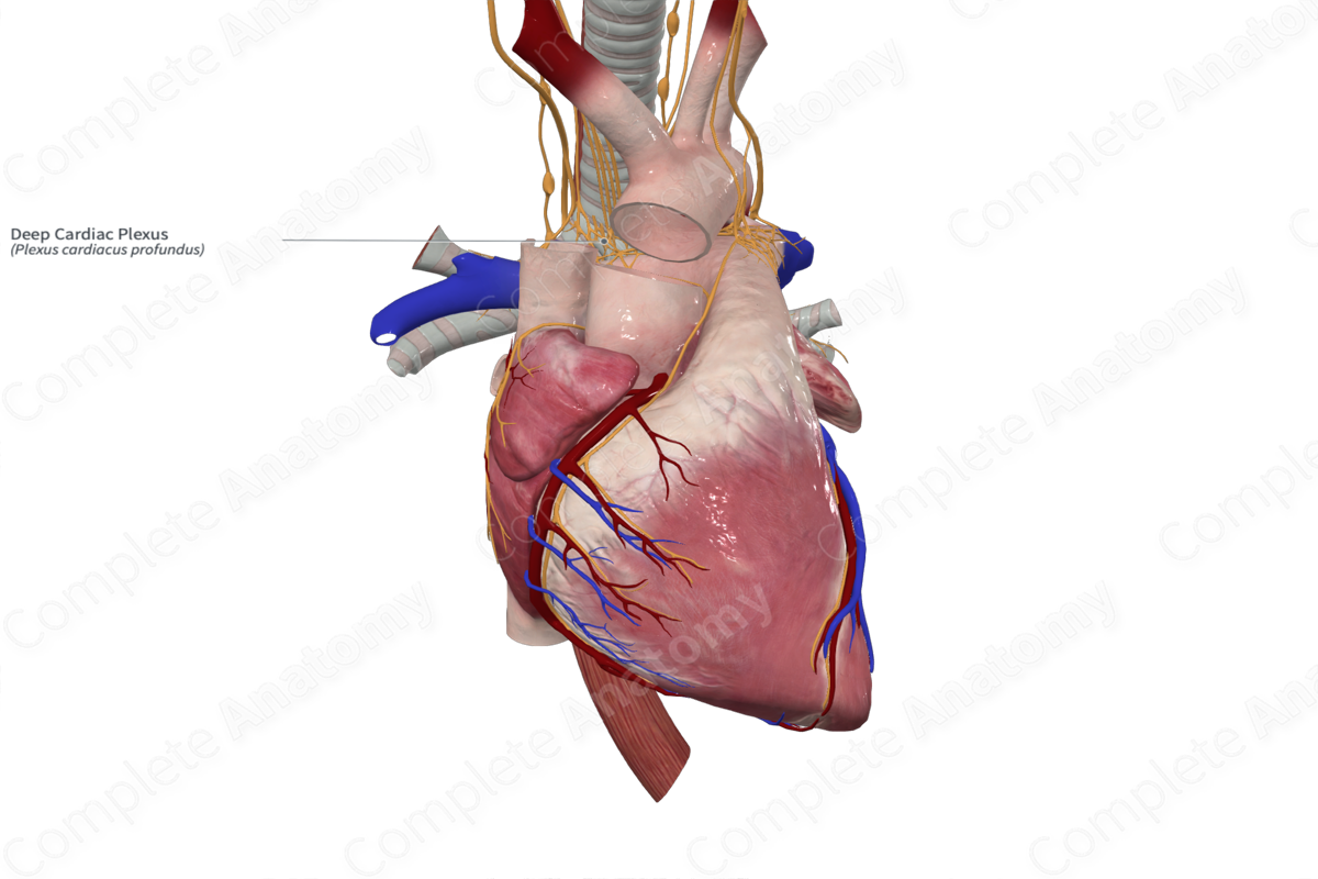 Deep Cardiac Plexus | Complete Anatomy