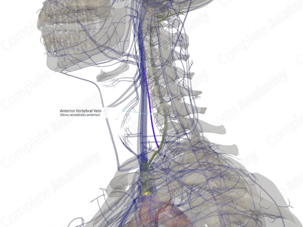 Anterior Vertebral Vein (Right)