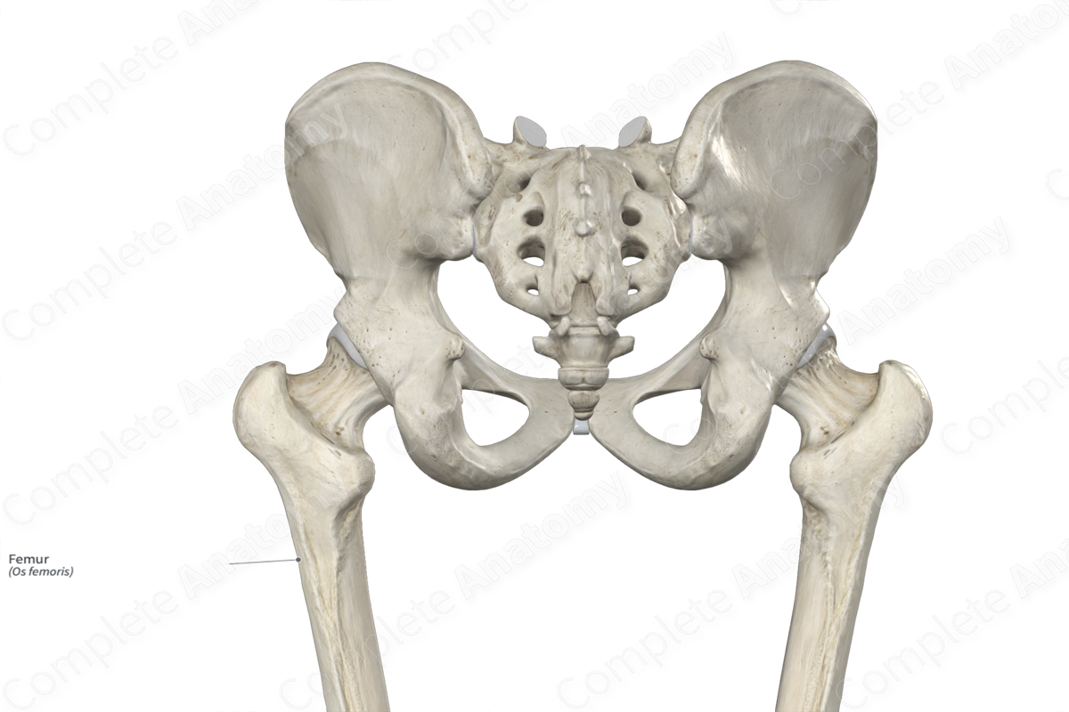 Femur  Complete Anatomy