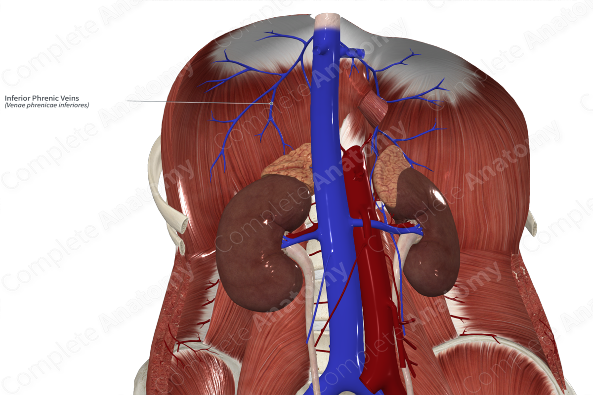 Inferior Phrenic Veins Complete Anatomy