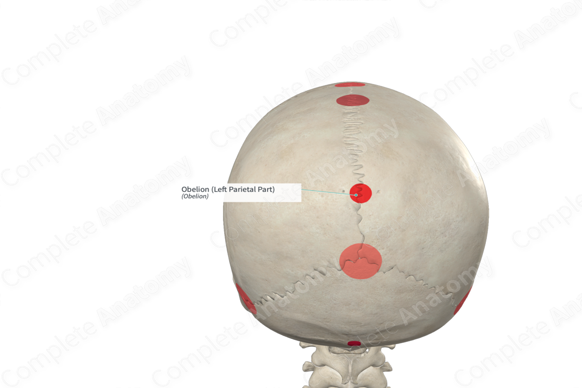 Obelion (Left Parietal Part)
