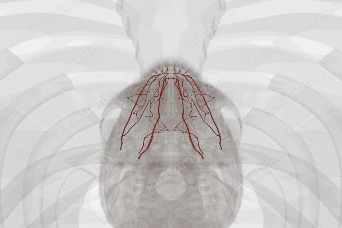 Arteries of Oral Cavity