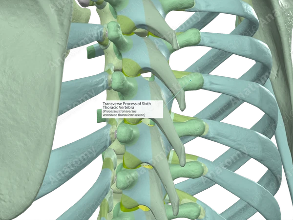 Transverse Process of Sixth Thoracic Vertebra (Right)