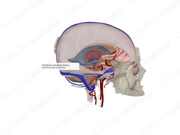 Posterior Cerebral Artery (Right)