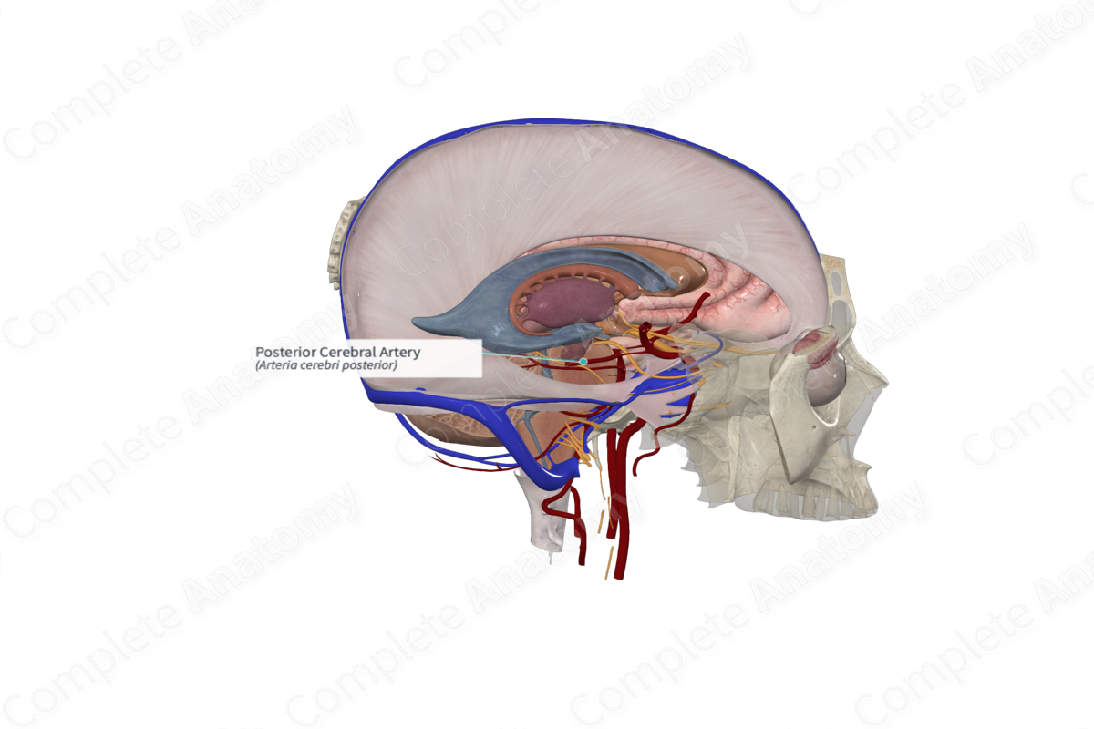 Posterior Cerebral Artery (Right)