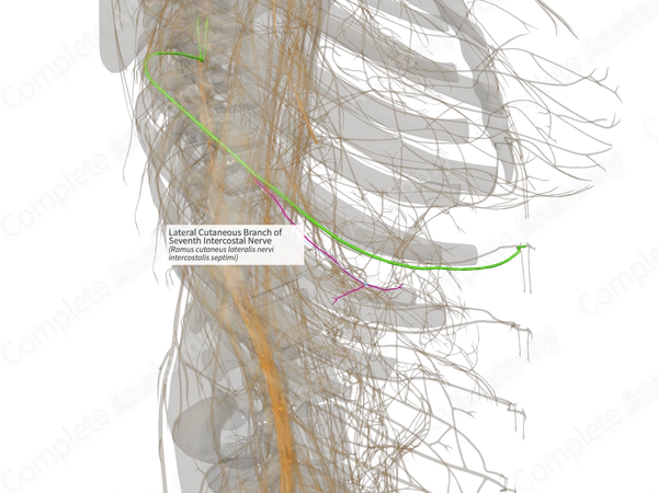 Lateral Cutaneous Branch of Seventh Intercostal Nerve (Left)