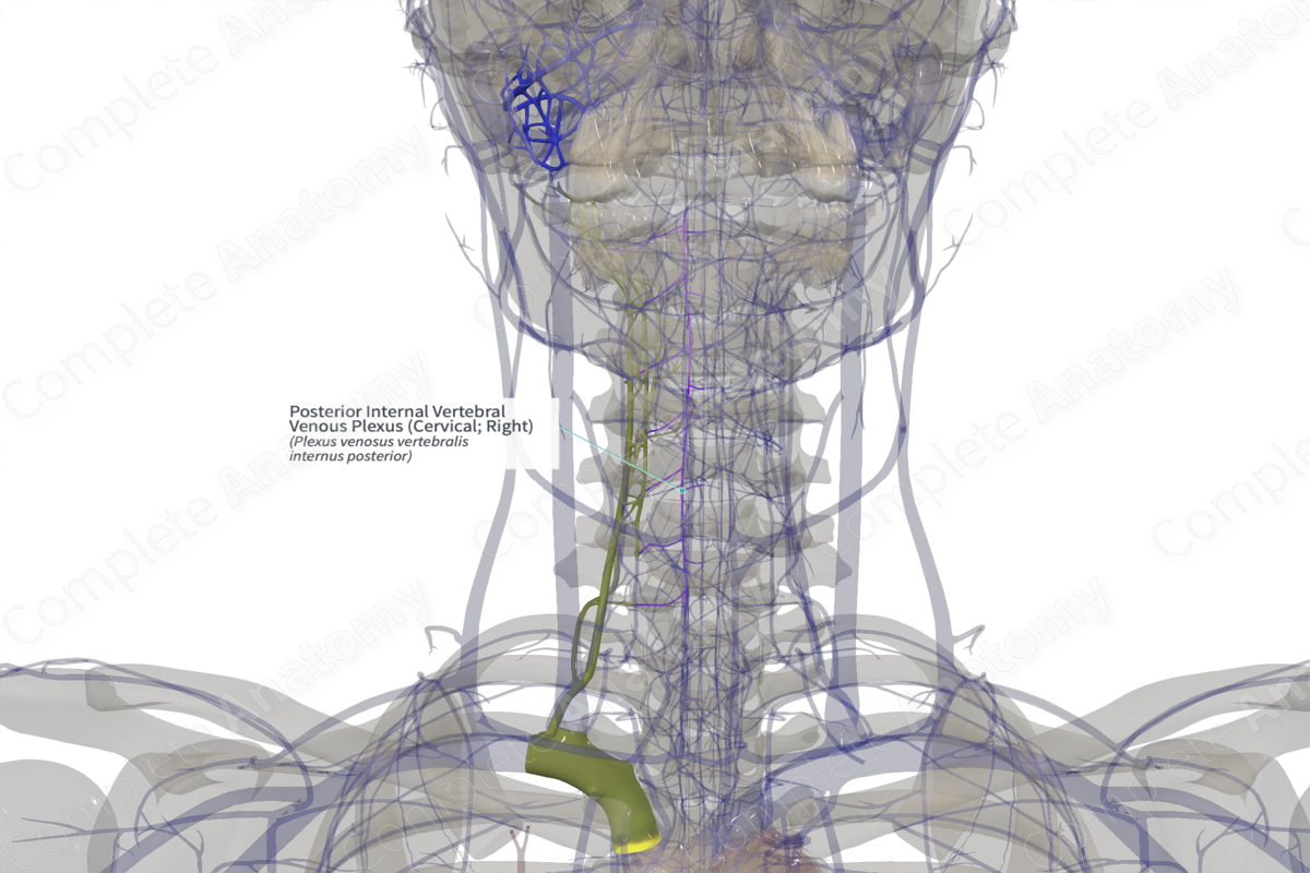 Posterior Internal Vertebral Venous Plexus Cervical Right Complete Anatomy 0276