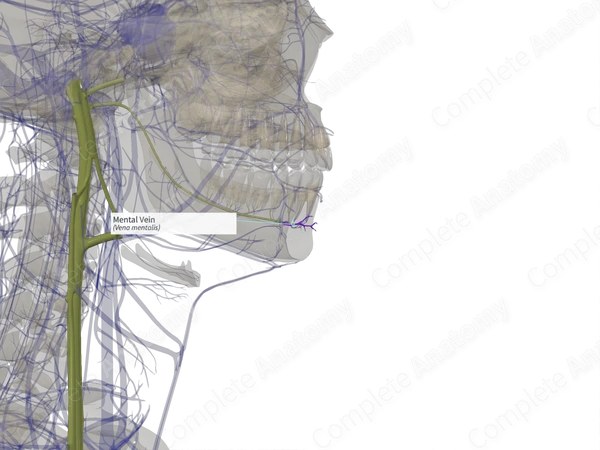 Mental Vein (Left)