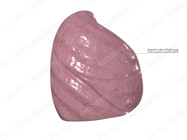 Superior Lobe of Right Lung