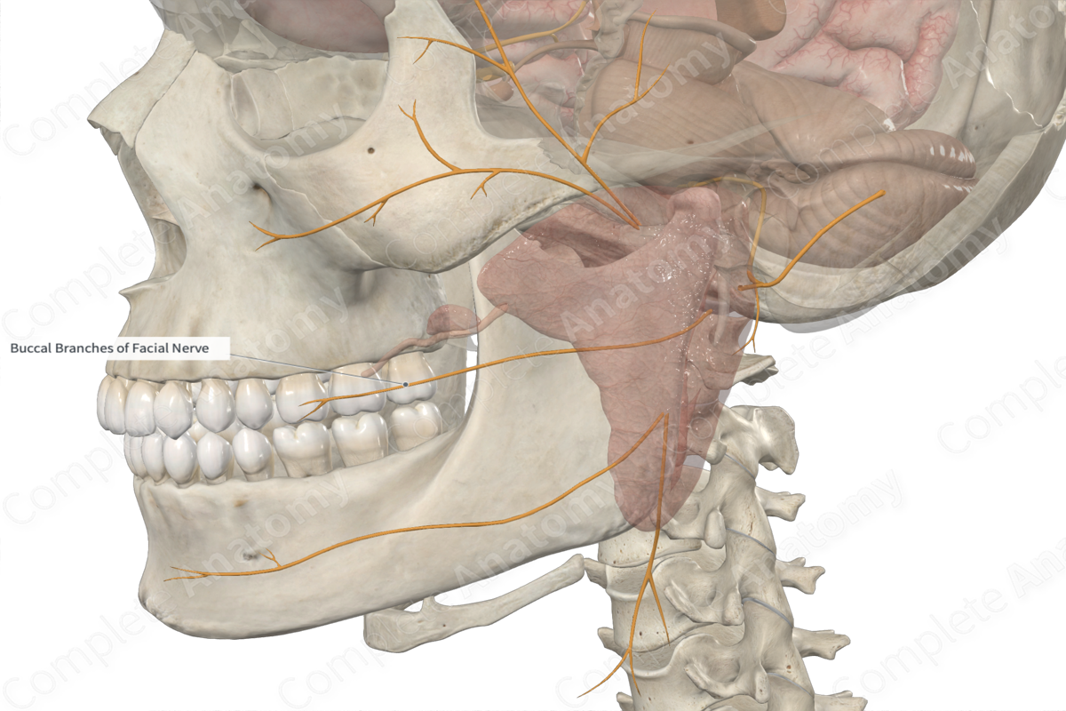 Buccal Branches of Facial Nerve 