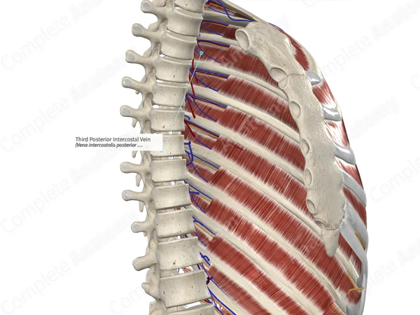 Third Posterior Intercostal Vein