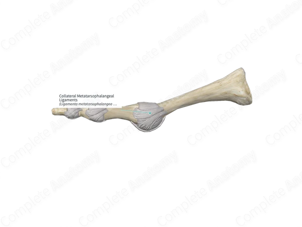 Collateral Metatarsophalangeal Ligaments 