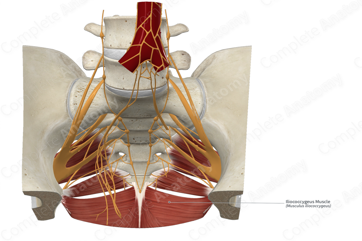 Iliococcygeus Muscle