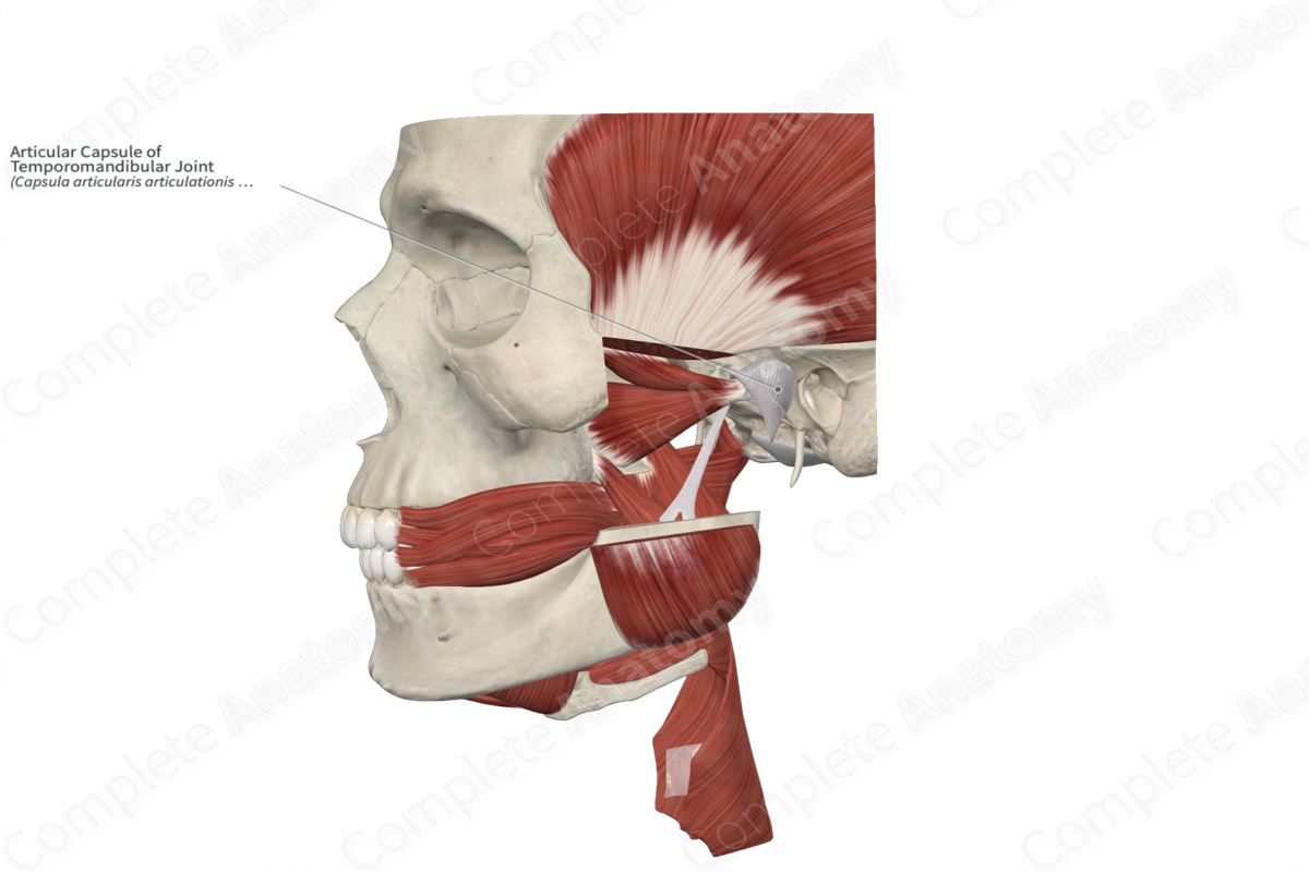 Articular Capsule of Temporomandibular Joint 