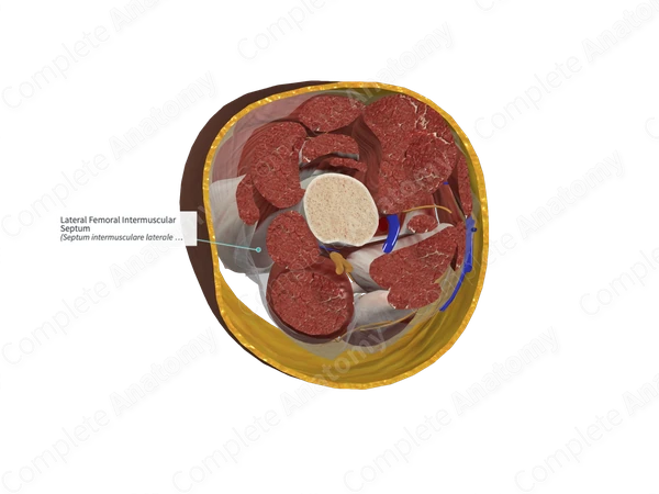 Lateral Femoral Intermuscular Septum