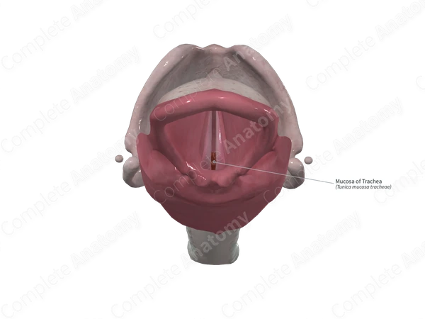 Mucosa of Trachea