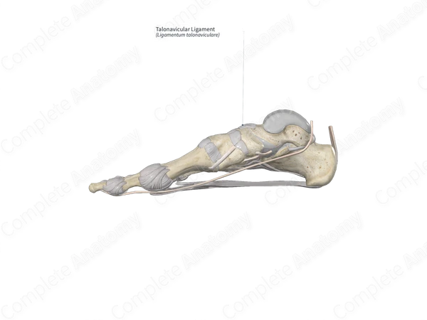 Talonavicular Ligament