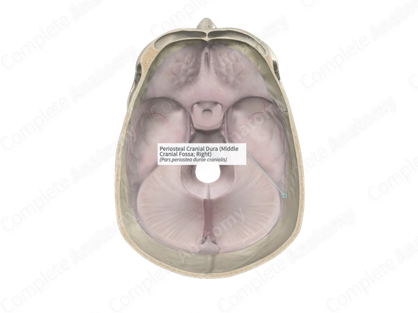 Periosteal Cranial Dura (Middle Cranial Fossa; Right)