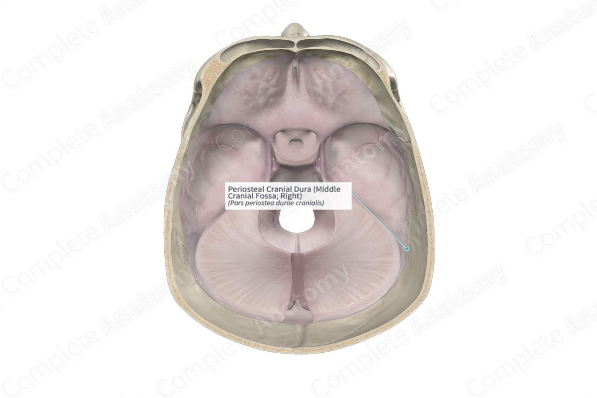 Periosteal Cranial Dura (Middle Cranial Fossa; Right)