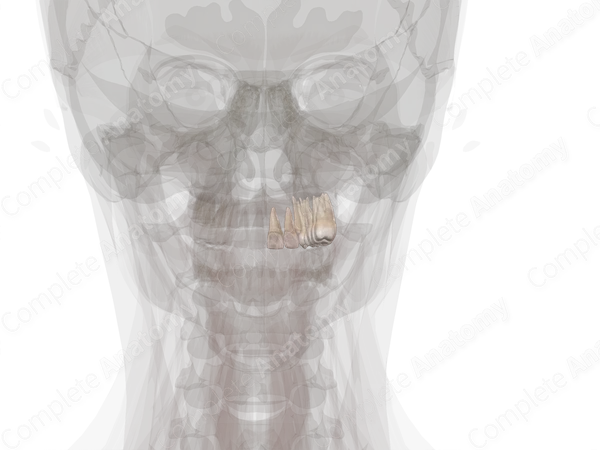 Maxillary Dental Arch (Right Quadrant)
