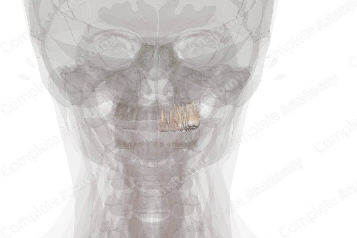 Maxillary Dental Arch (Right Quadrant)