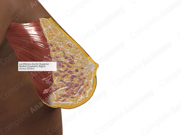 Lactiferous Ducts (Superior Medial Quadrant; Right)