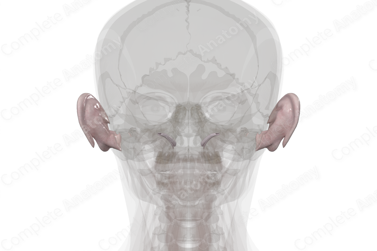 Connective Tissue of External & Middle Ear