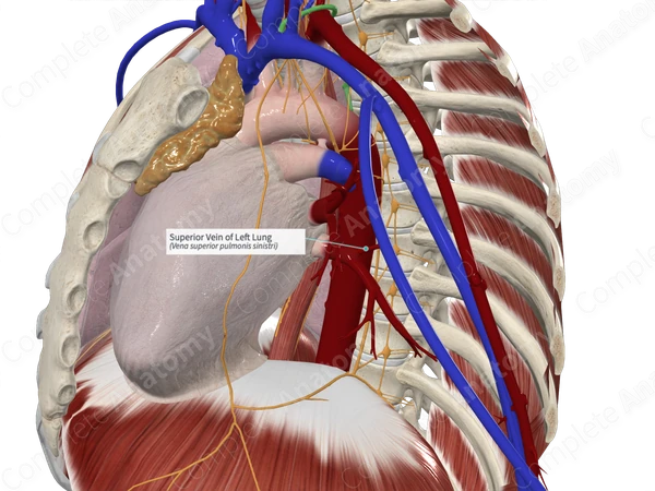 Superior Vein of Left Lung